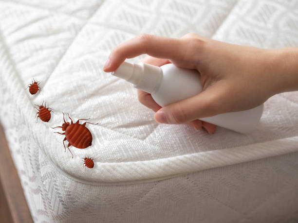 Best Mosquito Control Services  in Rkesburg, PA